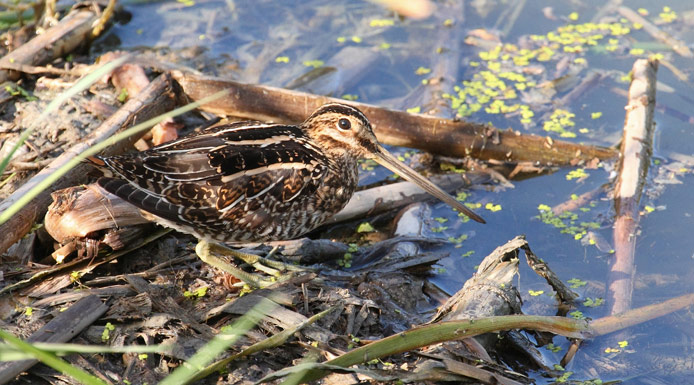 Bécassine de Wilson marchant sur des plantes aquatiques.