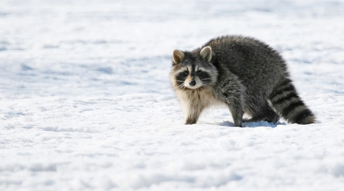 Raton laveur marchant dans la neige.