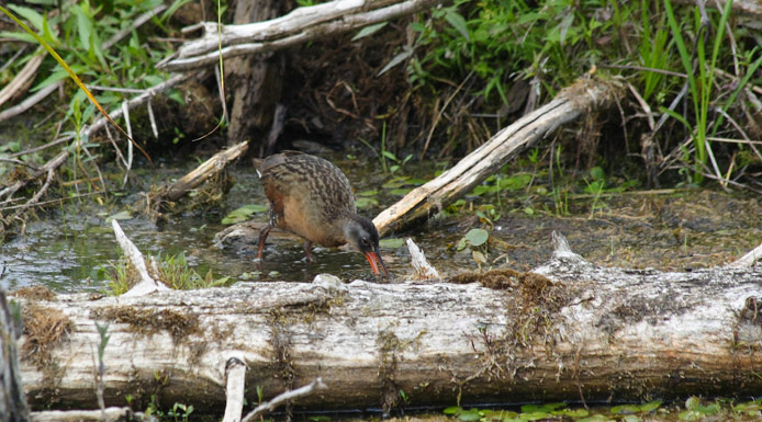 Virginia Rail dipping its beak into the water.