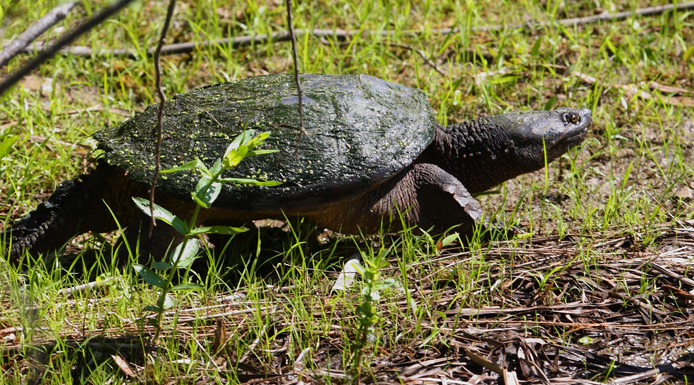 Tortue serpentine marchant sur la berge.