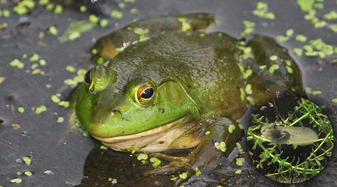 Ouaouaron adulte et têtard de grenouille léopard (en médaillon)