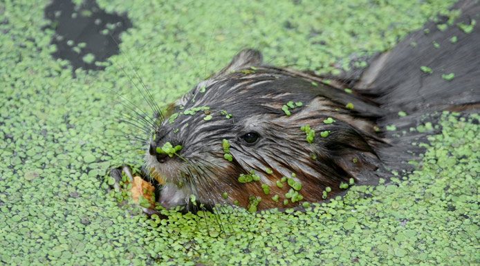 Rat musqué nageant parmi les lenticules d’eau.
