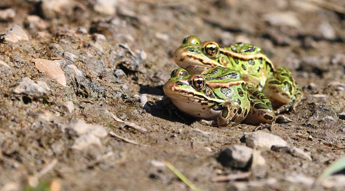 Deux grenouilles léopard sur la berge