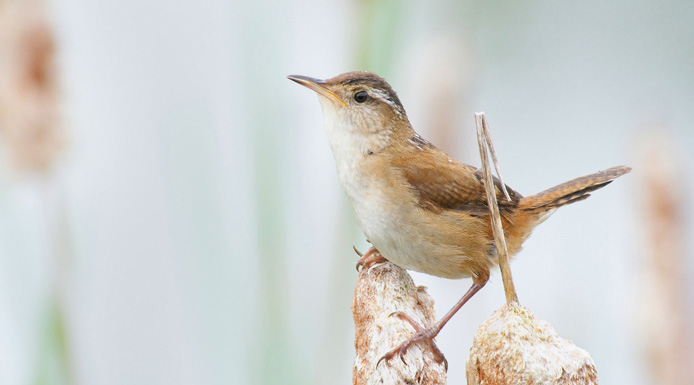 Marsh Wren perched on a cattail.