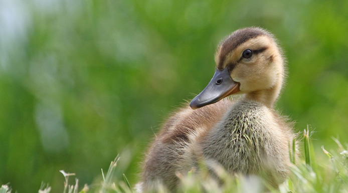 Caneton marchant sur l’herbe.