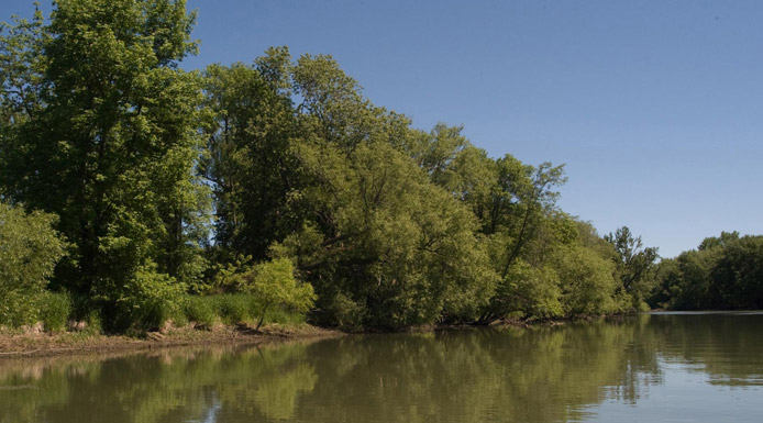 Trees leaning over the water.