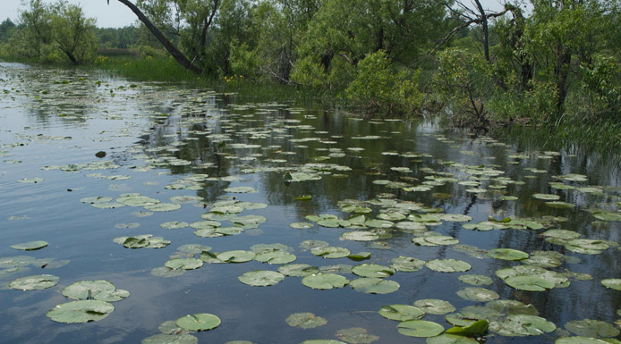 Aquatic water community near the shore