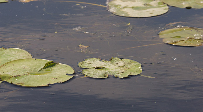 Water-lilies leaves floating on the water.