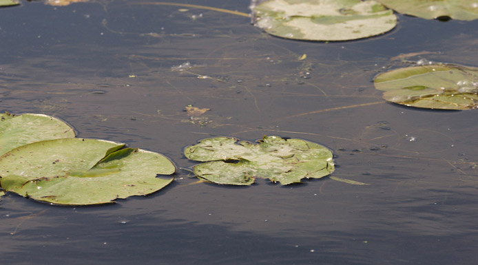 Feuilles de nymphéas flottant sur l’eau.