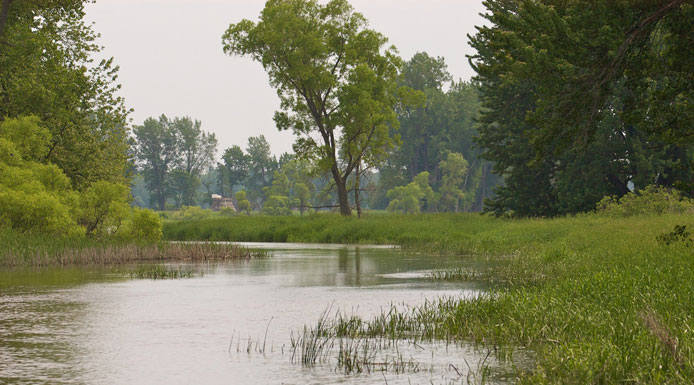 Channel with poplars and willows