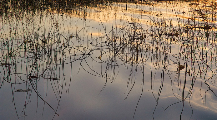 Réflexion de plantes aquatiques sur l’eau