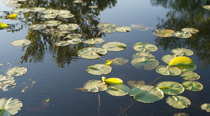 Water-lily leaves floating on water.