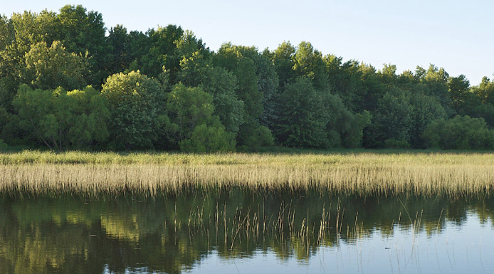 Reflection of trees and aquatic plants on water