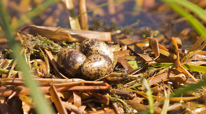 Black Tern nest with eggs