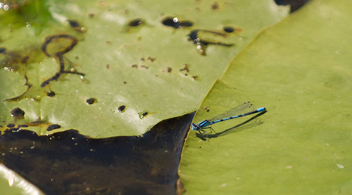 Damselfly on a Water-lily leaf