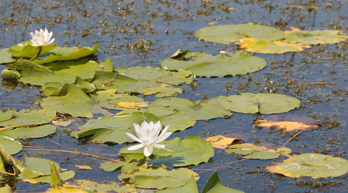 Fleurs et feuilles de nymphéas