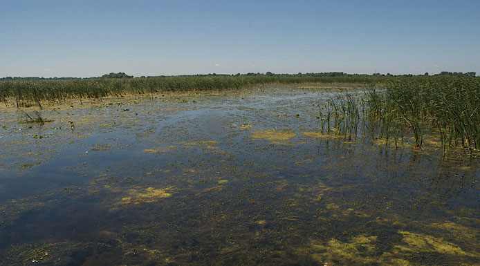 Plantes aquatiques et algues sur la rive sud