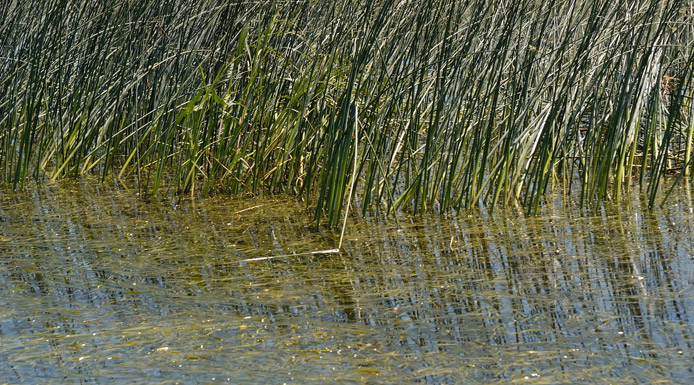 Aquatic plants reflecting on the water.