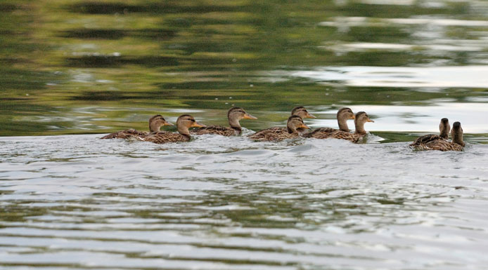 Nine ducks paddling in the bay.