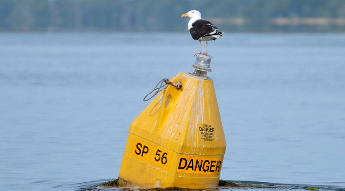 Great Black-backed Gull on a buoy
