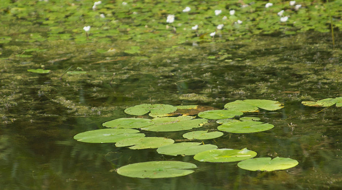 Aquatic water community with water-lilies and European frogbits