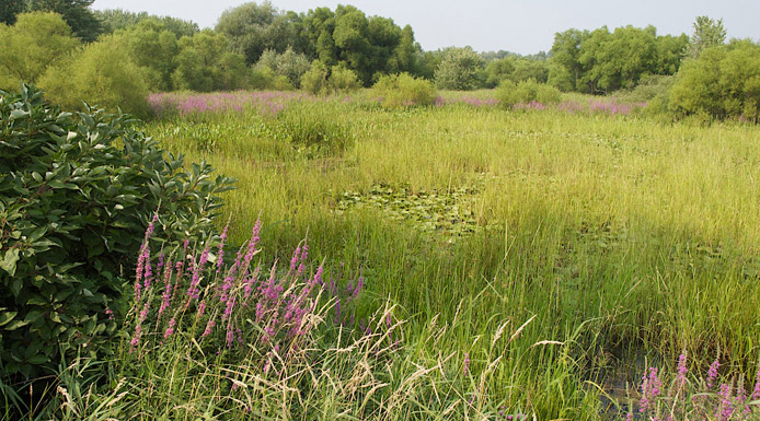 Plantes aquatiques dans le marais de la baie de Lavallière