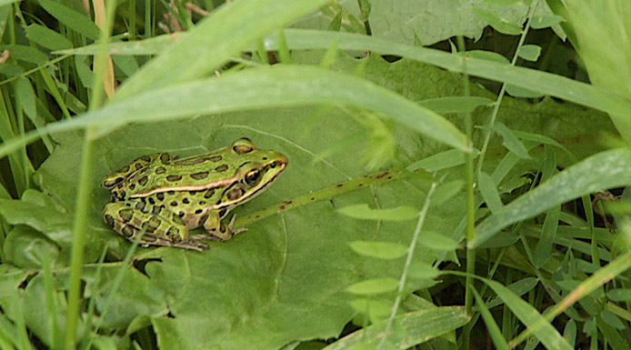 Grenouille léopard sur une feuille