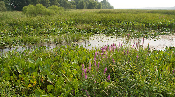 Plantes aquatiques dans le marais de la baie de Lavallière