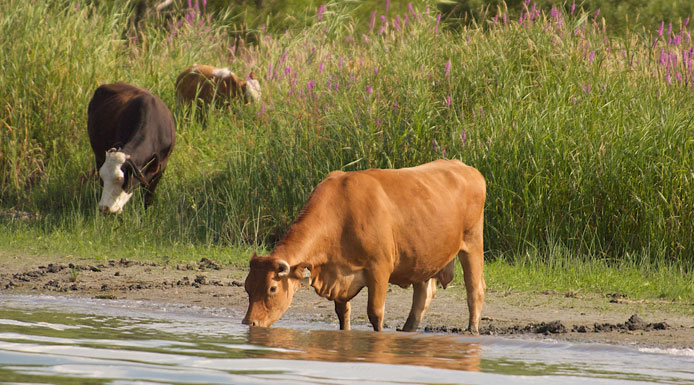 Vache qui boit l’eau du chenal.