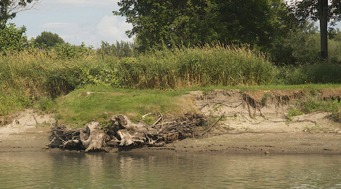 Eroded shore