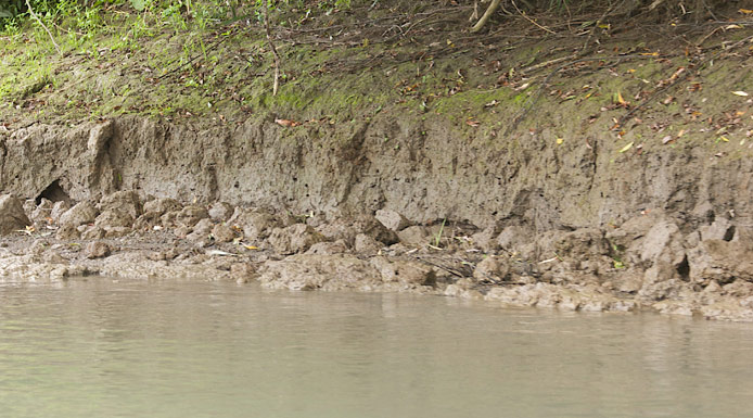 Erosion of the bank