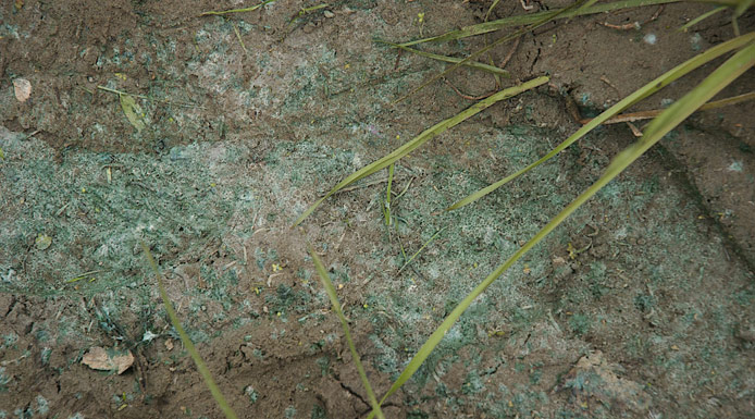 Traces de cyanobactéries sur la berge de la rivière Yamaska