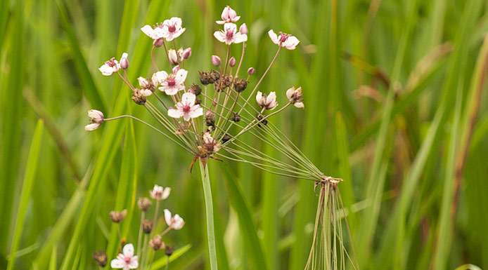 Fleurs roses de butome à ombelle vues de près