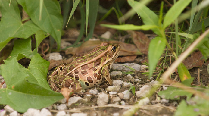 Grenouille léopard près d’un marais