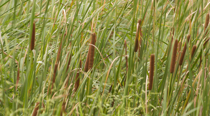 Plusieurs quenouilles dans le marais