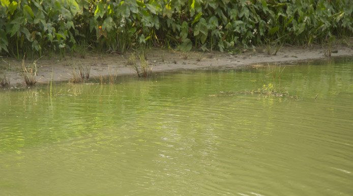 The greenish water of the Yamaska River