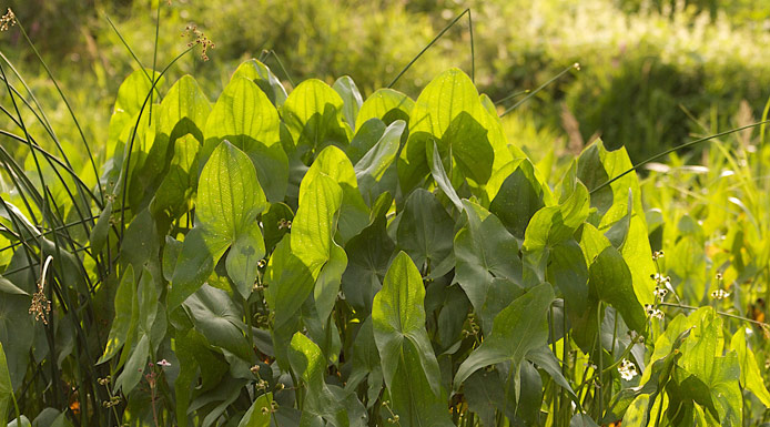 Grosses feuilles de sagittaire dans un marais