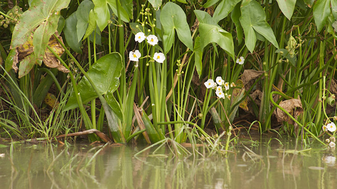 Fleurs blanches et feuilles de sagittaire