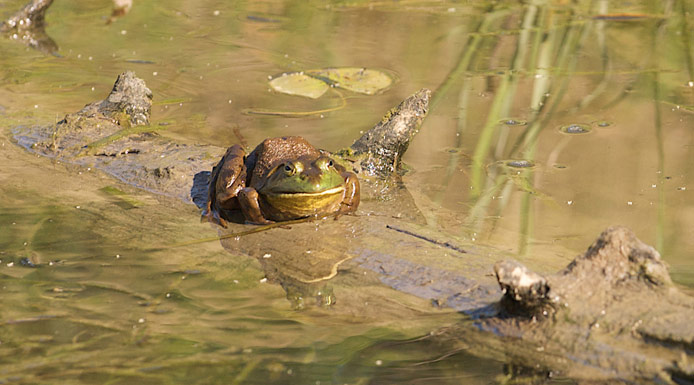 Bullfrog on a branch near the water 