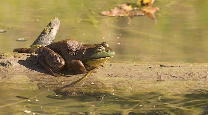 Ouaouaron vu de côté sur une branche flottant sur l’eau.