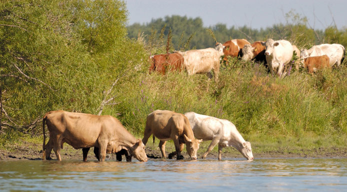 Cows on the shore