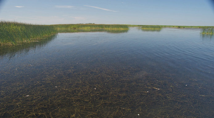 Vallisnérie flottant sous la surface de l’eau.