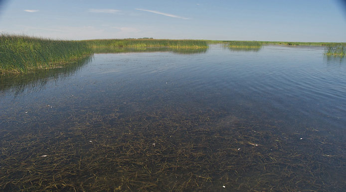 American tape-grass floating under the water surface.