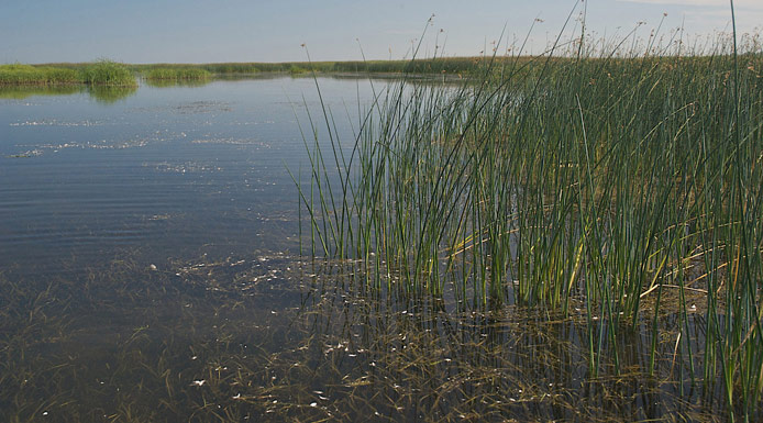 Aquatic plants in Saint-François Bay