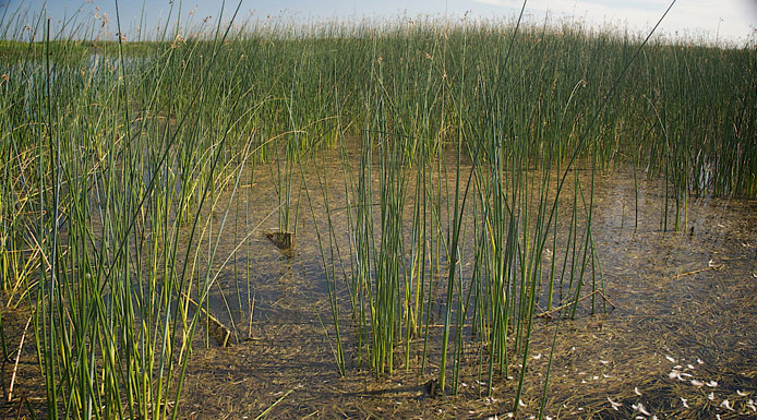 Plantes aquatiques dans la zone littorale