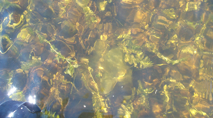 Amas d’algues filamenteuses flottant parmi les plantes aquatiques