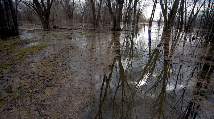 Réflexion d’arbres sur la surface de l’eau d’une zone inondée au printemps