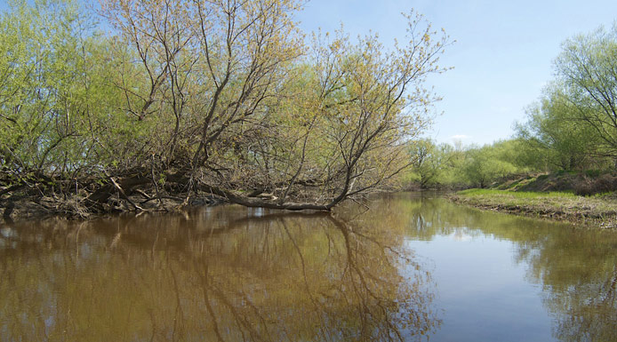 Arbres penchés sur l’eau dans la baie de Lavallière