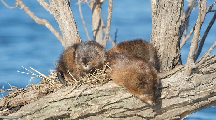 Two muskrats on a large branch