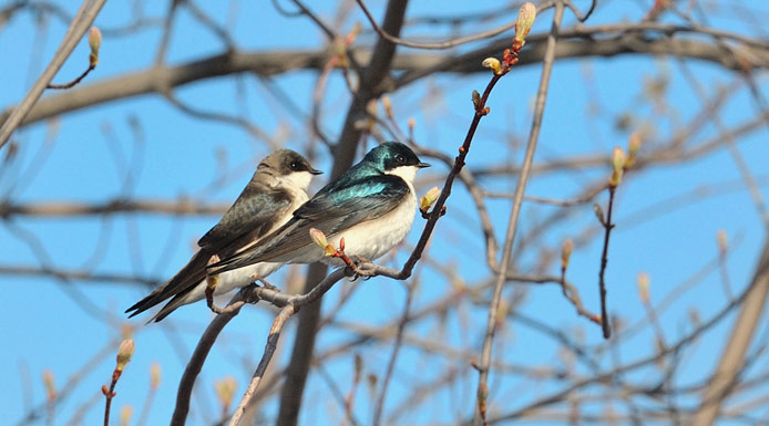 Tree Swallow perched in a tree.